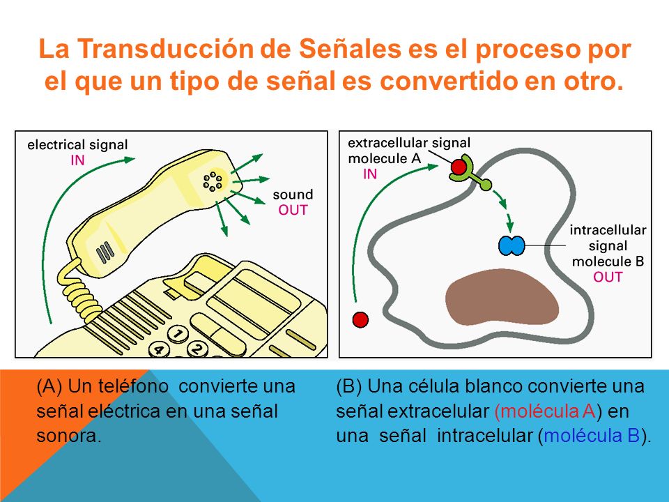 La Transducción de Señales es el proceso por el que un tipo de señal es convertido en otro.