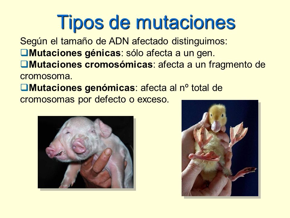 Tipos de mutaciones Según el tamaño de ADN afectado distinguimos: