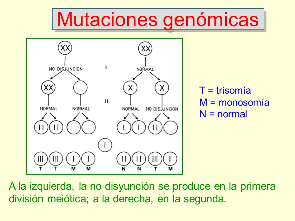 Mutaciones genómicas T = trisomía. M = monosomía. N = normal.