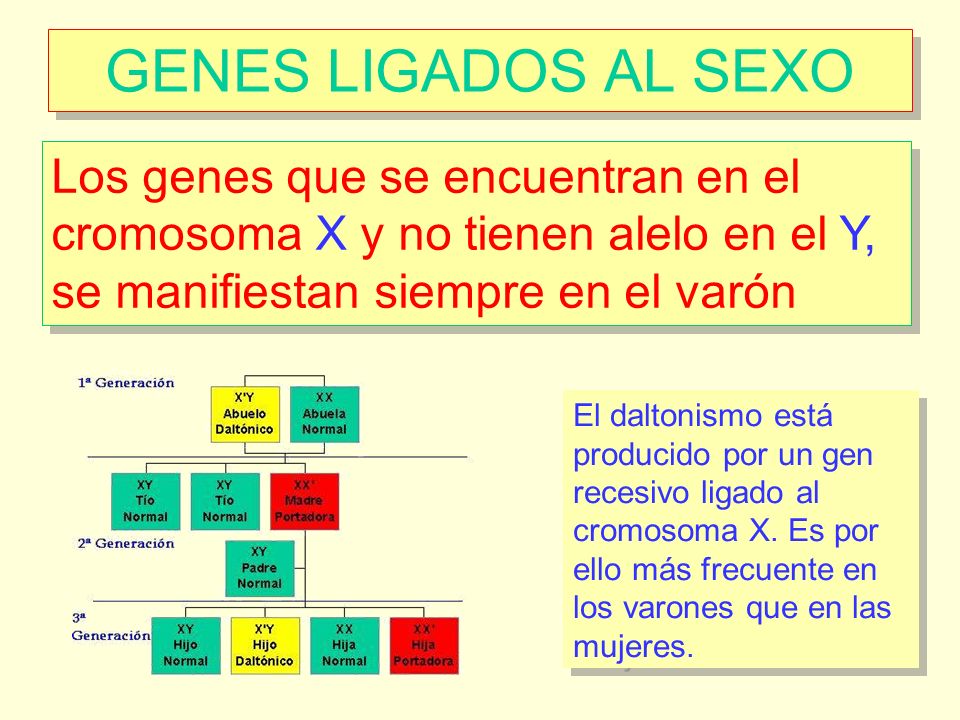 GENES LIGADOS AL SEXO Los genes que se encuentran en el cromosoma X y no tienen alelo en el Y, se manifiestan siempre en el varón.