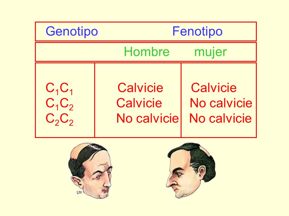 C1C1 Calvicie Calvicie C1C2 Calvicie No calvicie. C2C2 No calvicie No calvicie.