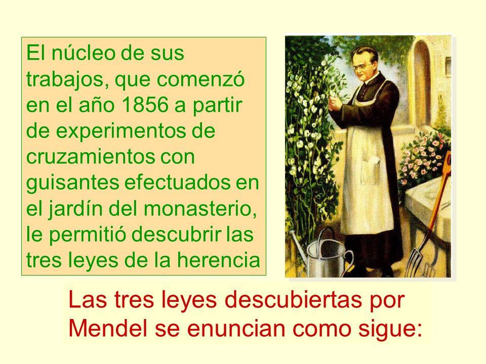 Las tres leyes descubiertas por Mendel se enuncian como sigue: