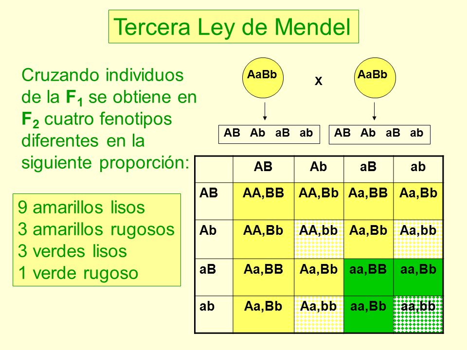 Tercera Ley de Mendel Cruzando individuos de la F1 se obtiene en F2 cuatro fenotipos diferentes en la siguiente proporción: