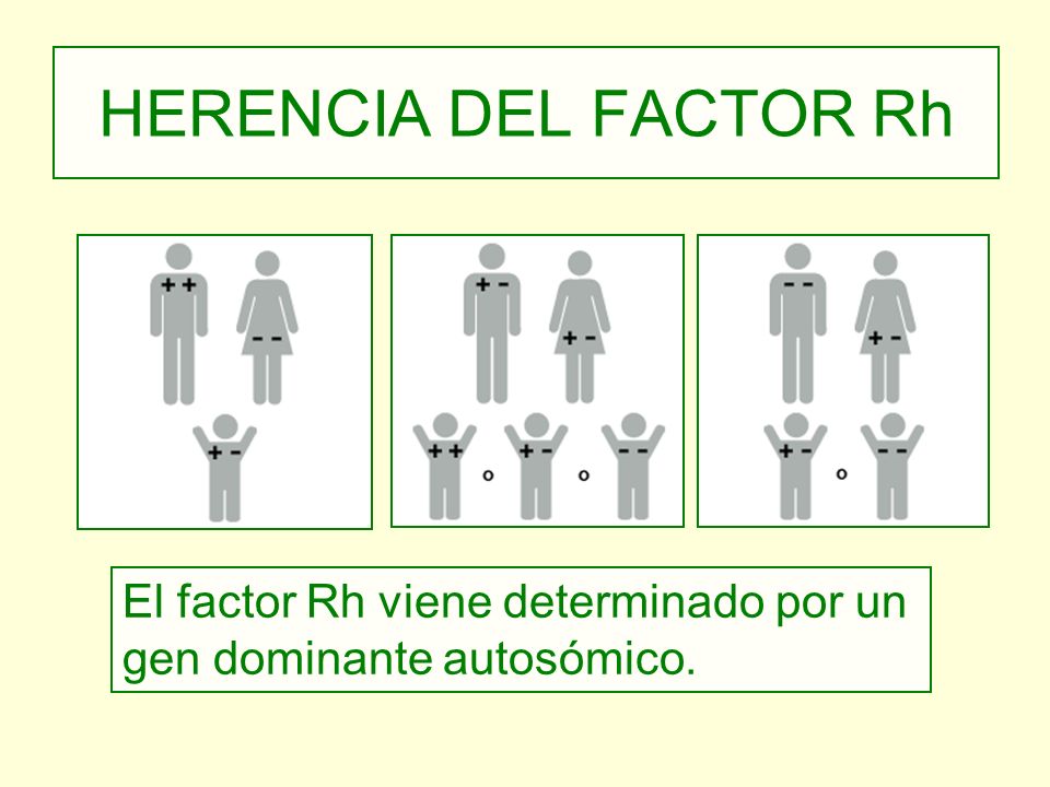 HERENCIA DEL FACTOR Rh El factor Rh viene determinado por un gen dominante autosómico.