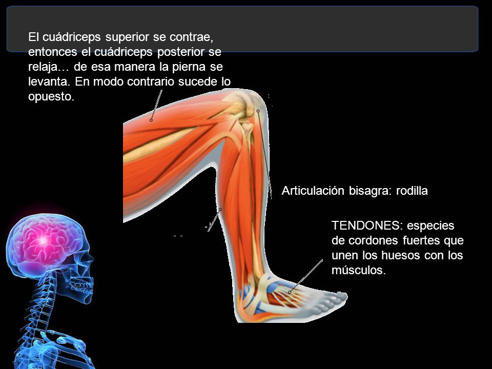 El cuádriceps superior se contrae, entonces el cuádriceps posterior se relaja… de esa manera la pierna se levanta. En modo contrario sucede lo opuesto.