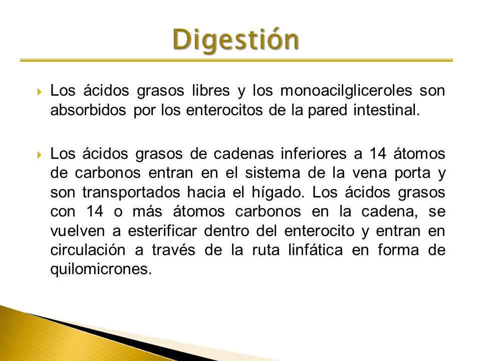 Digestión Los ácidos grasos libres y los monoacilgliceroles son absorbidos por los enterocitos de la pared intestinal.