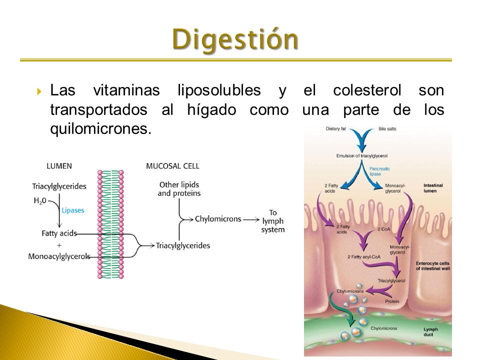 Digestión Las vitaminas liposolubles y el colesterol son transportados al hígado como una parte de los quilomicrones.