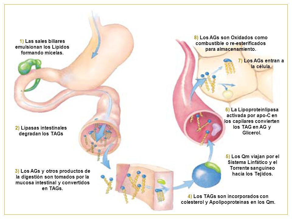 1) Las sales biliares emulsionan los Lípidos formando micelas.