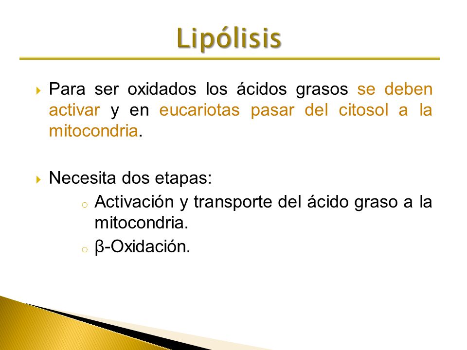 Lipólisis Para ser oxidados los ácidos grasos se deben activar y en eucariotas pasar del citosol a la mitocondria.