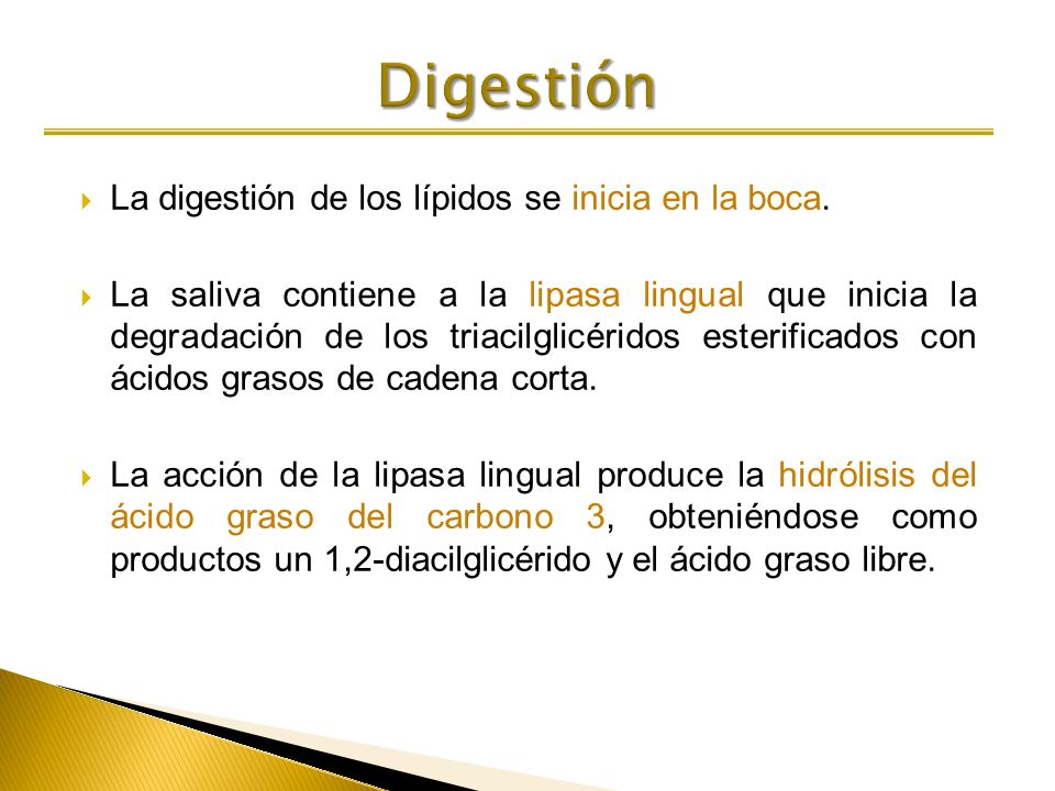 Digestión La digestión de los lípidos se inicia en la boca.