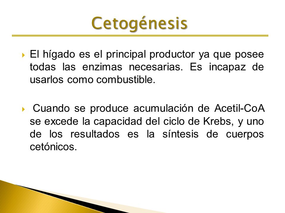Cetogénesis El hígado es el principal productor ya que posee todas las enzimas necesarias. Es incapaz de usarlos como combustible.
