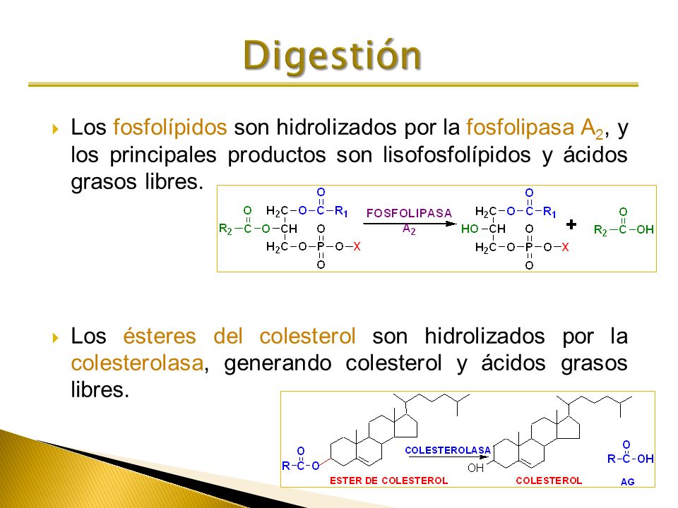 Digestión Los fosfolípidos son hidrolizados por la fosfolipasa A2, y los principales productos son lisofosfolípidos y ácidos grasos libres.
