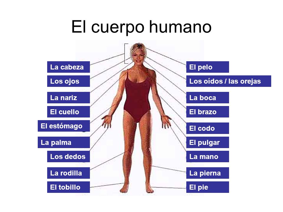 El cuerpo humano La cabeza El pelo Los ojos Los oídos / las orejas