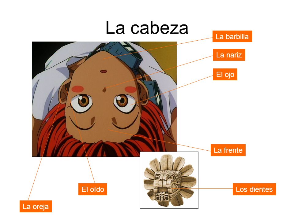 La cabeza La barbilla La nariz El ojo La frente El oído Los dientes