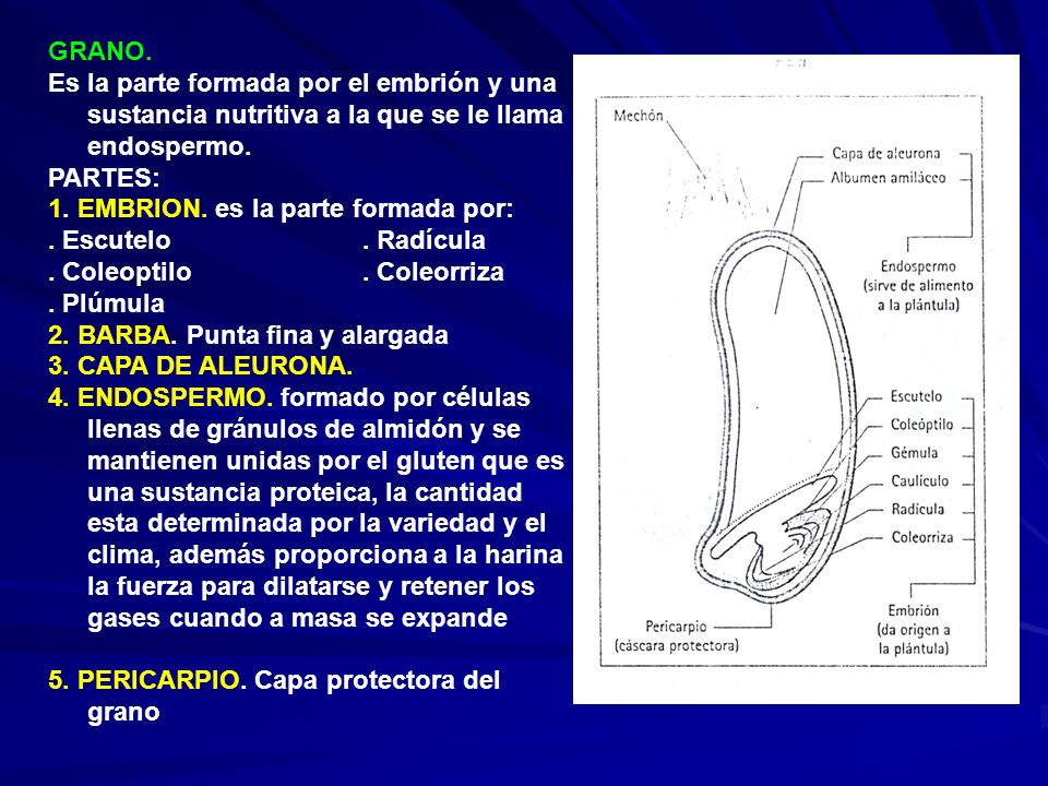 GRANO. Es la parte formada por el embrión y una sustancia nutritiva a la que se le llama endospermo.