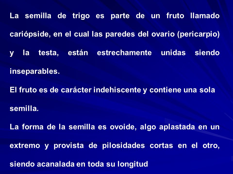 La semilla de trigo es parte de un fruto llamado cariópside, en el cual las paredes del ovario (pericarpio) y la testa, están estrechamente unidas siendo inseparables.