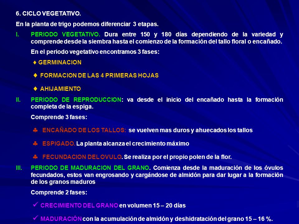 6. CICLO VEGETATIVO. En la planta de trigo podemos diferenciar 3 etapas.