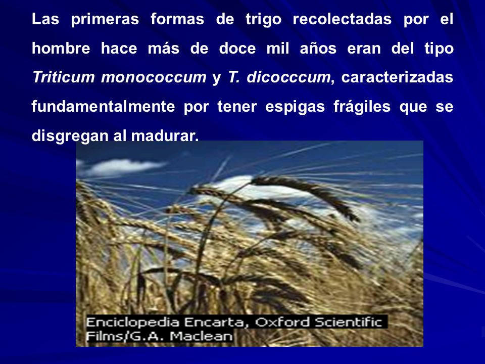 Las primeras formas de trigo recolectadas por el hombre hace más de doce mil años eran del tipo Triticum monococcum y T.
