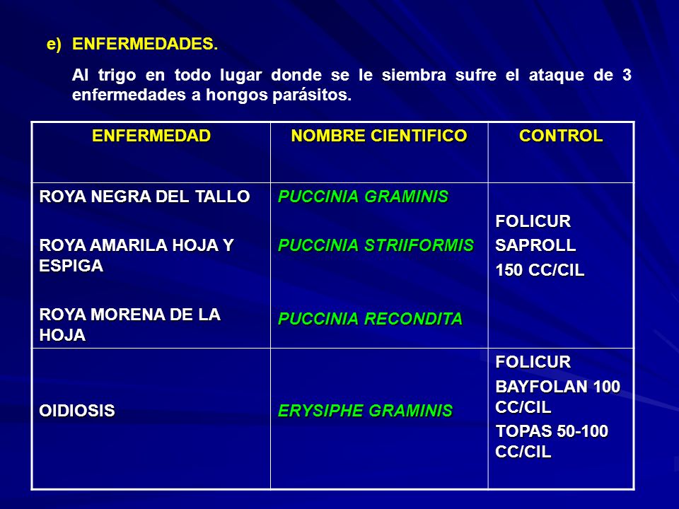 ENFERMEDADES. Al trigo en todo lugar donde se le siembra sufre el ataque de 3 enfermedades a hongos parásitos.