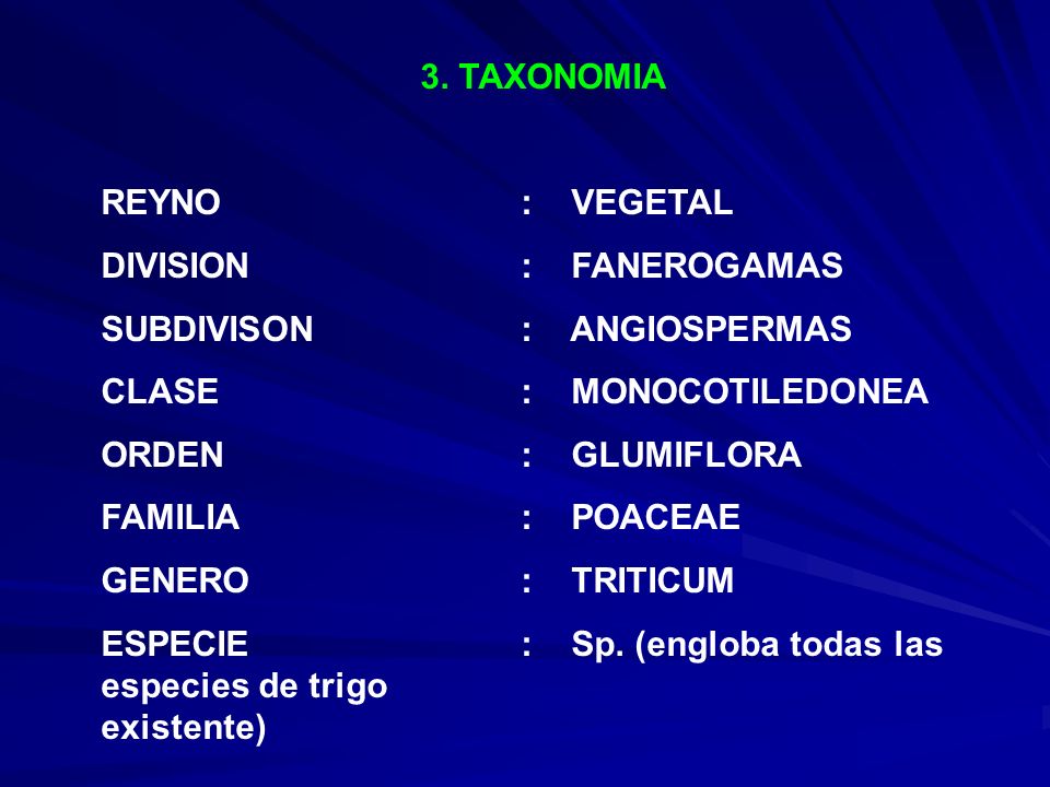 3. TAXONOMIA REYNO : VEGETAL. DIVISION : FANEROGAMAS. SUBDIVISON : ANGIOSPERMAS. CLASE : MONOCOTILEDONEA.