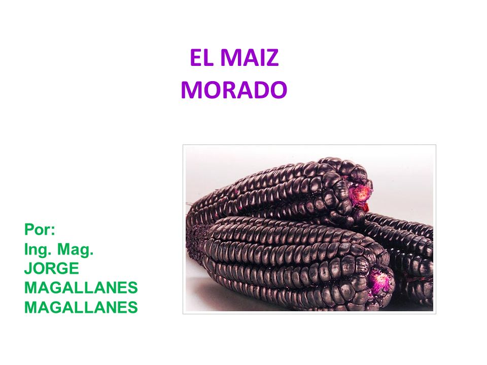 EL MAIZ MORADO Por: Ing. Mag. JORGE MAGALLANES MAGALLANES