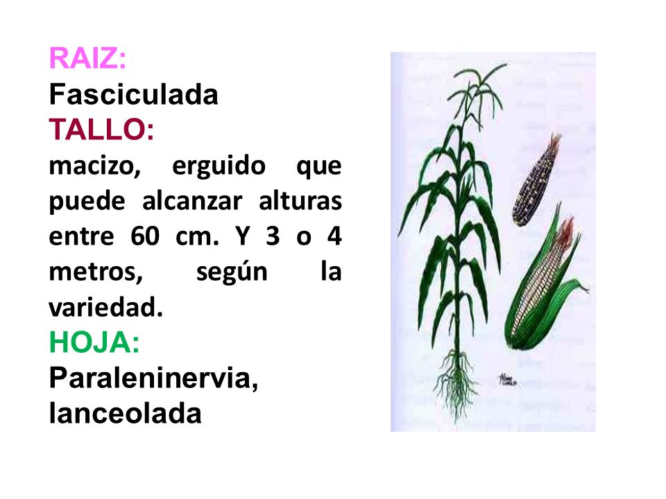 RAIZ: Fasciculada. TALLO: macizo, erguido que puede alcanzar alturas entre 60 cm. Y 3 o 4 metros, según la variedad.