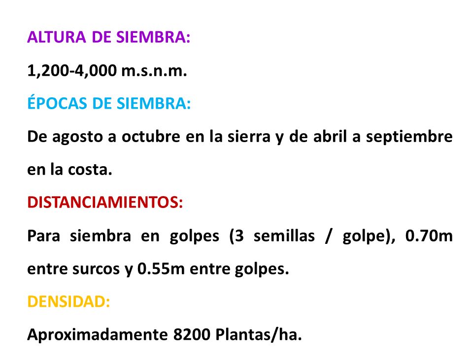 ALTURA DE SIEMBRA: 1,200-4,000 m.s.n.m. ÉPOCAS DE SIEMBRA: De agosto a octubre en la sierra y de abril a septiembre en la costa.