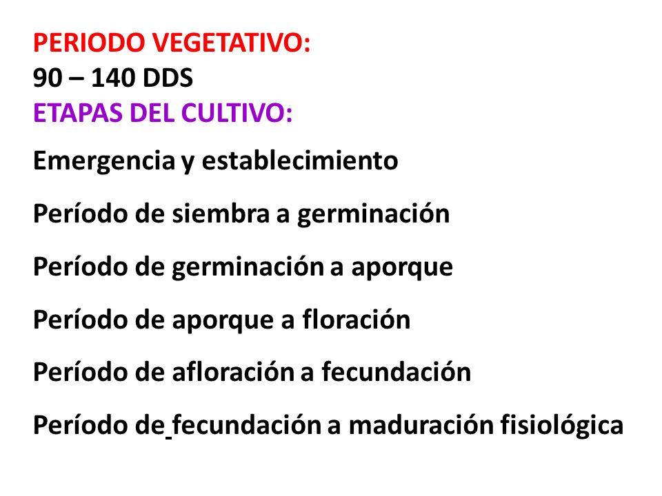 PERIODO VEGETATIVO: 90 – 140 DDS. ETAPAS DEL CULTIVO: Emergencia y establecimiento. Período de siembra a germinación.