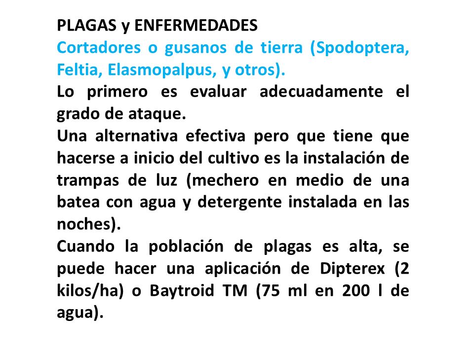 PLAGAS y ENFERMEDADES Cortadores o gusanos de tierra (Spodoptera, Feltia, Elasmopalpus, y otros).