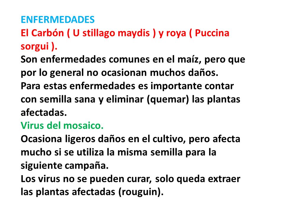 ENFERMEDADES El Carbón ( U stillago maydis ) y roya ( Puccina sorgui ).