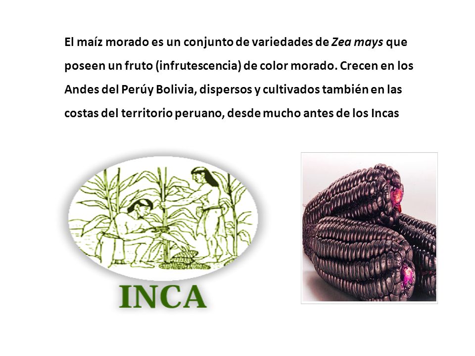 El maíz morado es un conjunto de variedades de Zea mays que poseen un fruto (infrutescencia) de color morado.