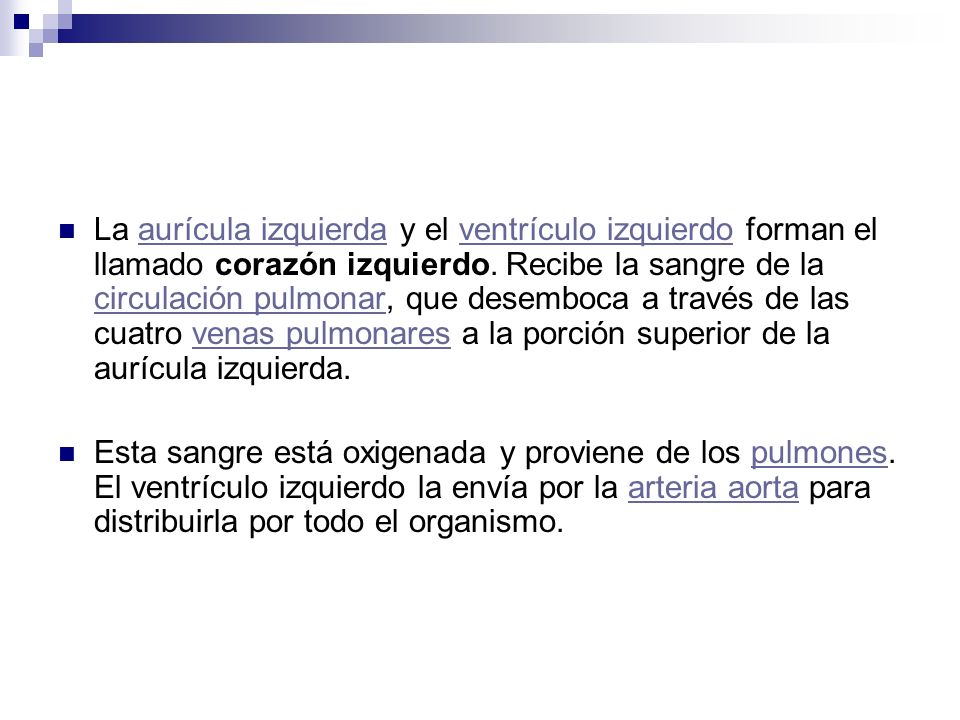 La aurícula izquierda y el ventrículo izquierdo forman el llamado corazón izquierdo. Recibe la sangre de la circulación pulmonar, que desemboca a través de las cuatro venas pulmonares a la porción superior de la aurícula izquierda.