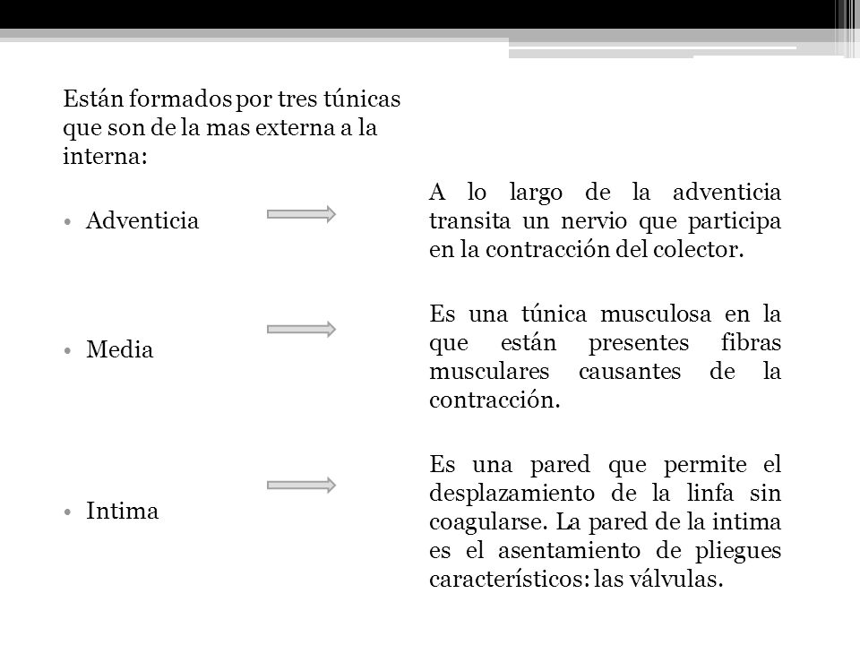 Están formados por tres túnicas que son de la mas externa a la interna: