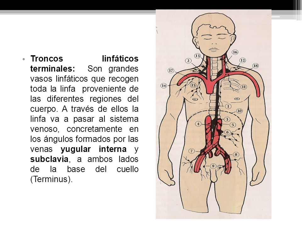 Troncos linfáticos terminales: Son grandes vasos linfáticos que recogen toda la linfa proveniente de las diferentes regiones del cuerpo.