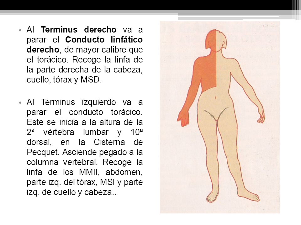 Al Terminus derecho va a parar el Conducto linfático derecho, de mayor calibre que el torácico. Recoge la linfa de la parte derecha de la cabeza, cuello, tórax y MSD.