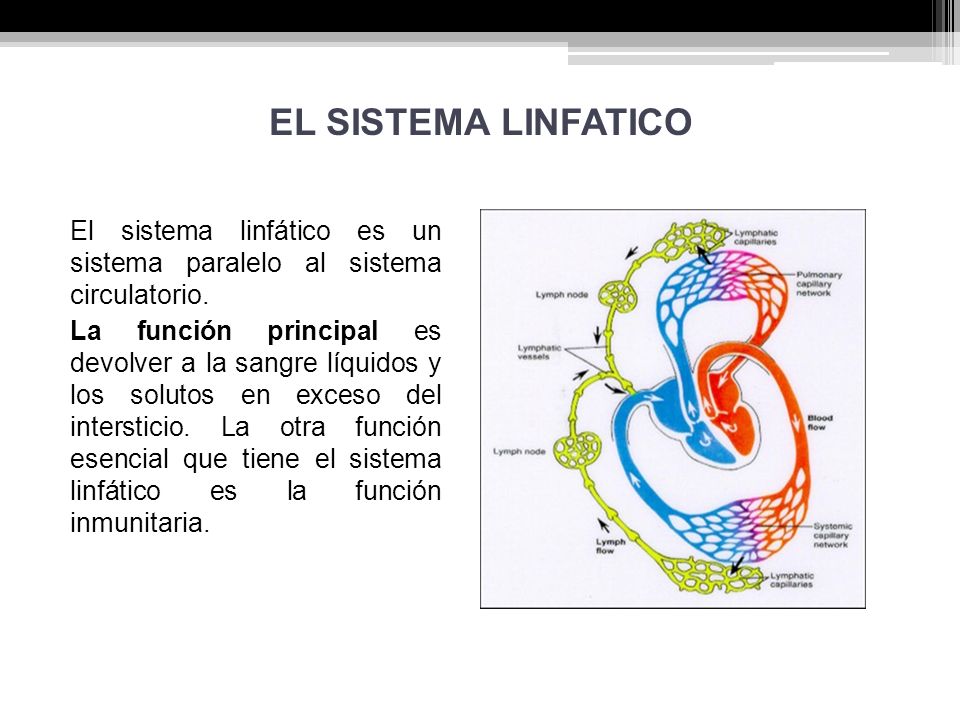 EL SISTEMA LINFATICO El sistema linfático es un sistema paralelo al sistema circulatorio.