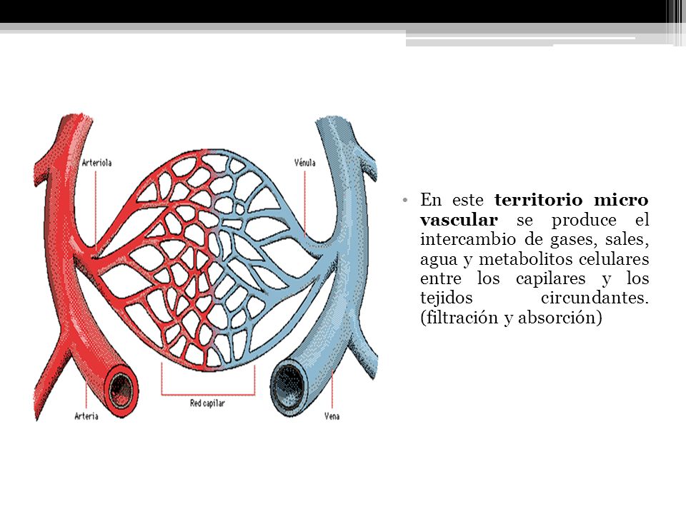 En este territorio micro vascular se produce el intercambio de gases, sales, agua y metabolitos celulares entre los capilares y los tejidos circundantes.