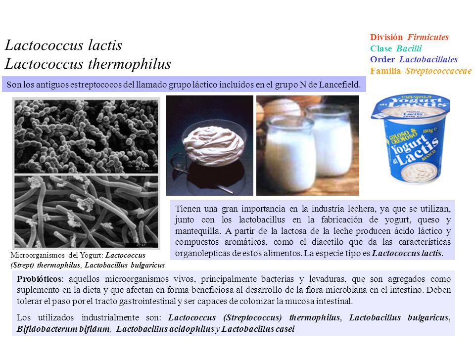 Lactococcus thermophilus