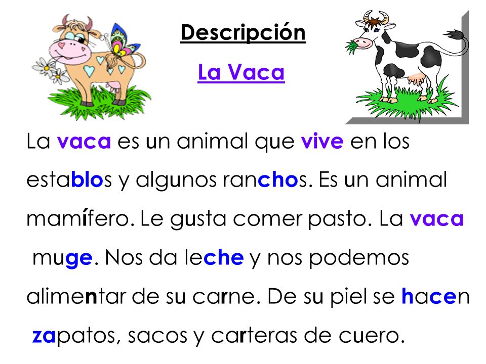 Descripción La Vaca. La vaca es un animal que vive en los. establos y algunos ranchos. Es un animal.