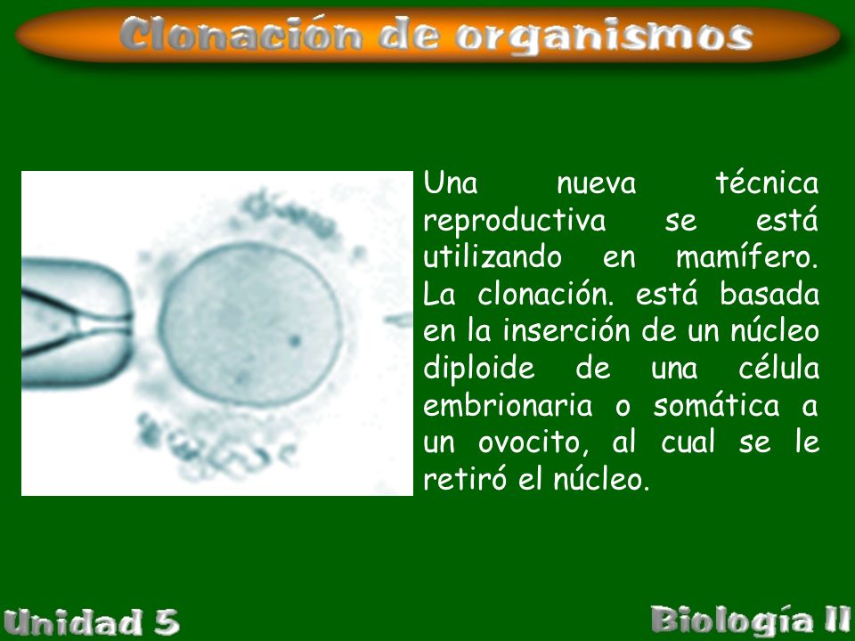 Una nueva técnica reproductiva se está utilizando en mamífero