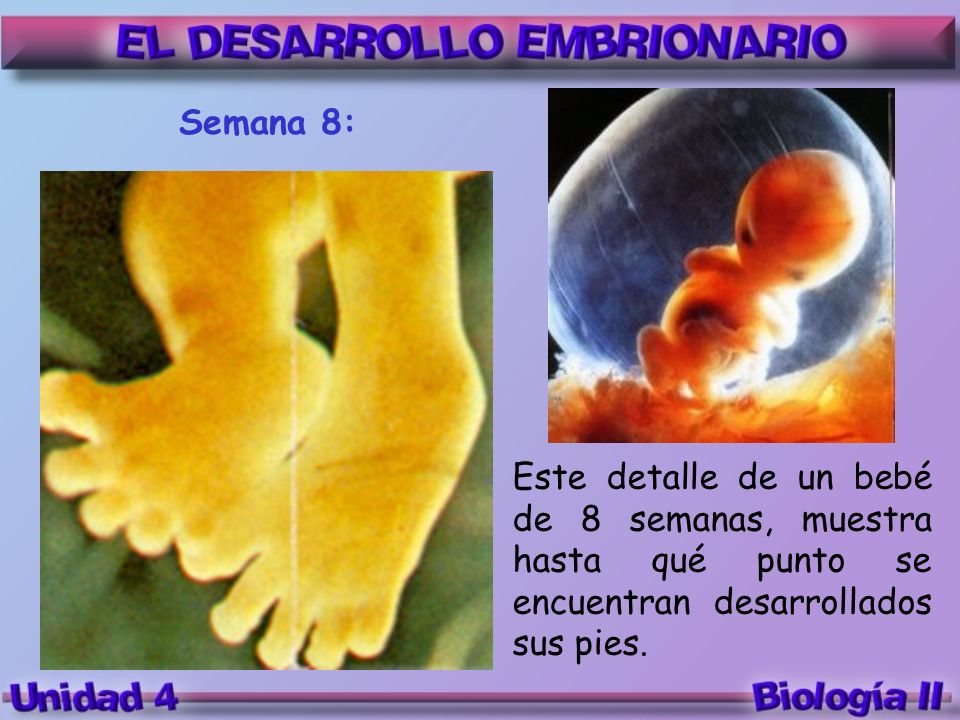 Semana 8: Este detalle de un bebé de 8 semanas, muestra hasta qué punto se encuentran desarrollados sus pies.