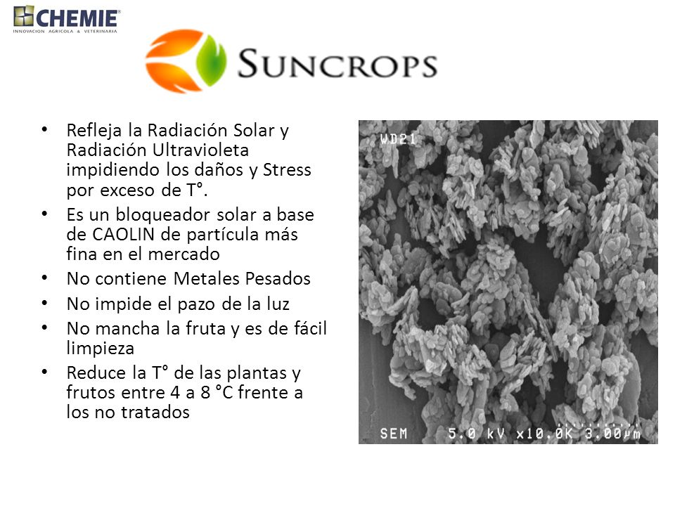 Refleja la Radiación Solar y Radiación Ultravioleta impidiendo los daños y Stress por exceso de T°.