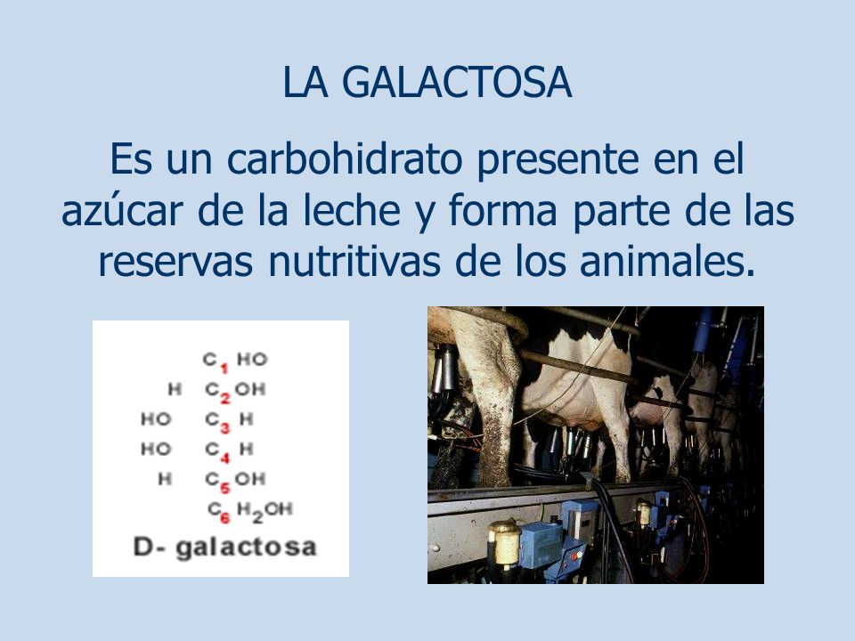 LA GALACTOSA Es un carbohidrato presente en el azúcar de la leche y forma parte de las reservas nutritivas de los animales.