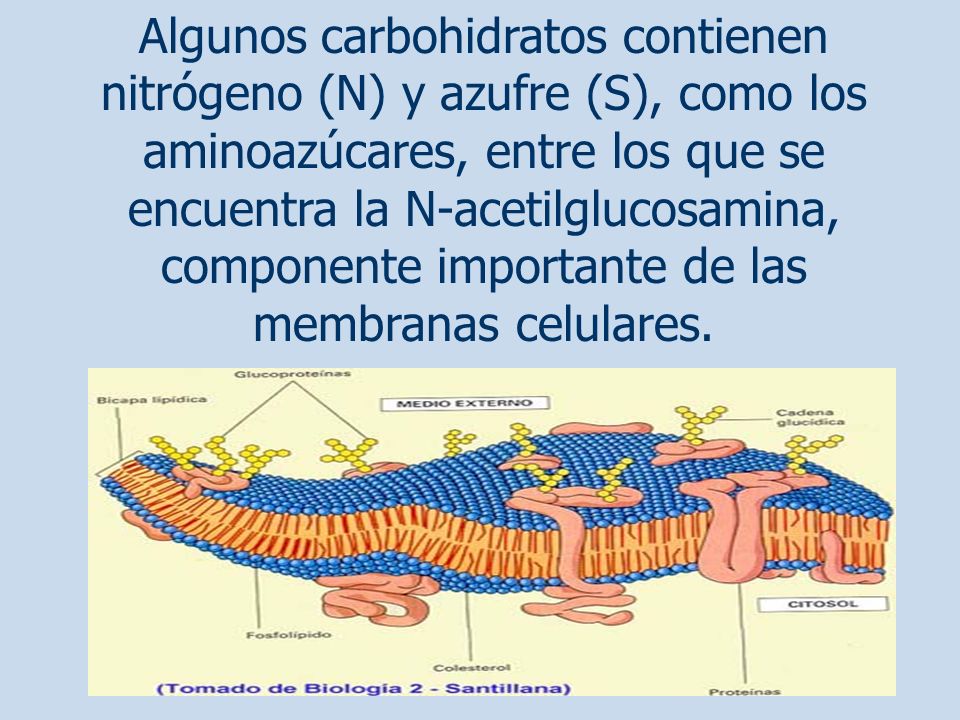 Algunos carbohidratos contienen nitrógeno (N) y azufre (S), como los aminoazúcares, entre los que se encuentra la N-acetilglucosamina, componente importante de las membranas celulares.