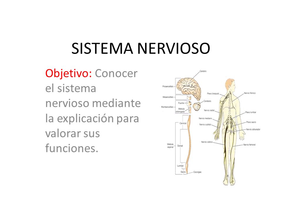 SISTEMA NERVIOSO Objetivo: Conocer el sistema nervioso mediante la explicación para valorar sus funciones.