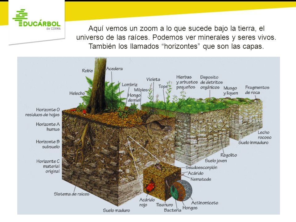 Aquí vemos un zoom a lo que sucede bajo la tierra, el universo de las raíces.