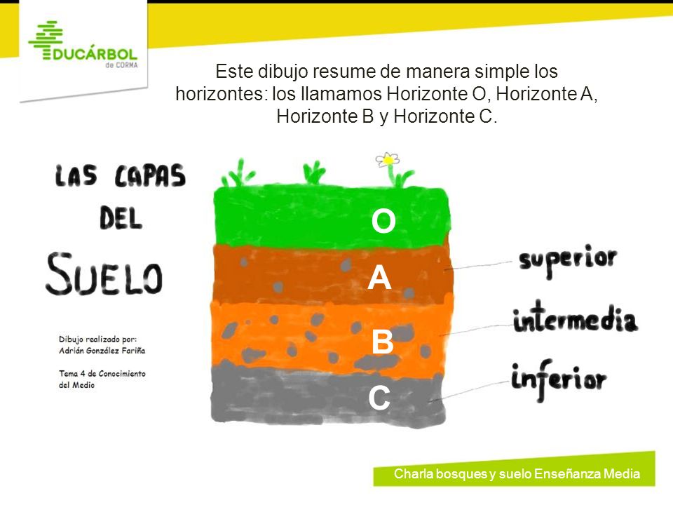 Este dibujo resume de manera simple los horizontes: los llamamos Horizonte O, Horizonte A, Horizonte B y Horizonte C.