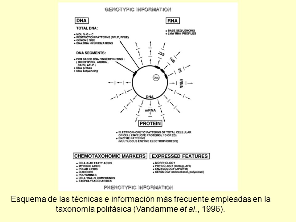 Esquema de las técnicas e información más frecuente empleadas en la taxonomía polifásica (Vandamme et al., 1996).