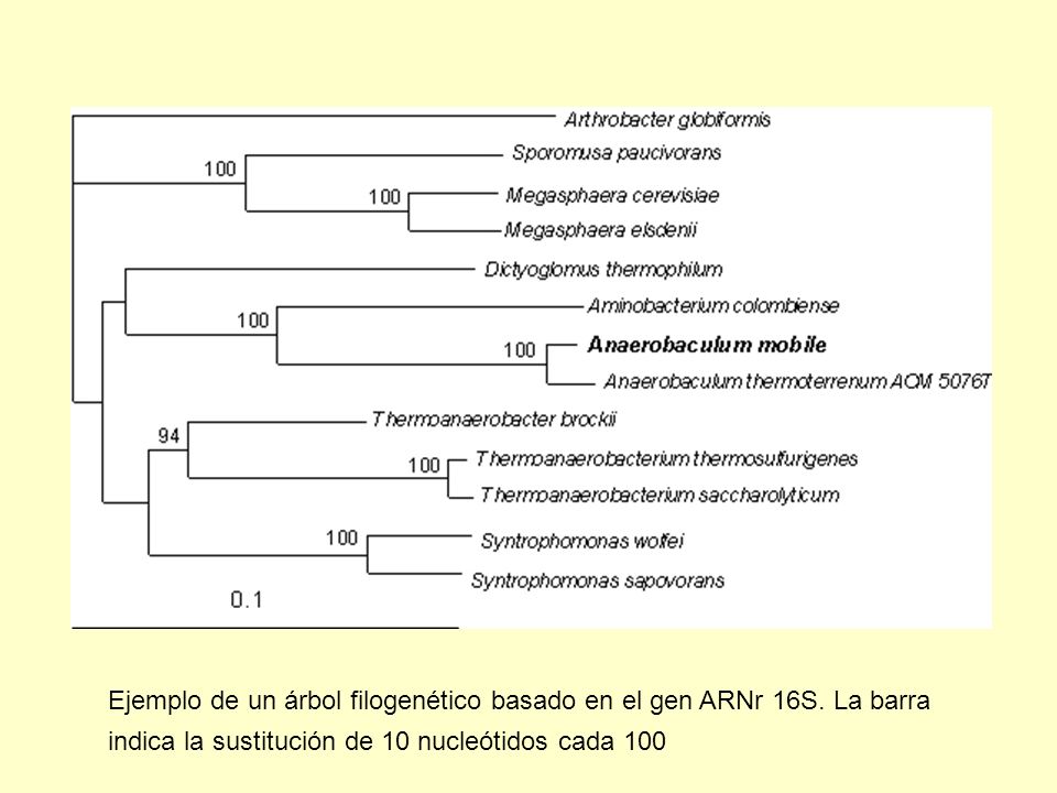 Ejemplo de un árbol filogenético basado en el gen ARNr 16S