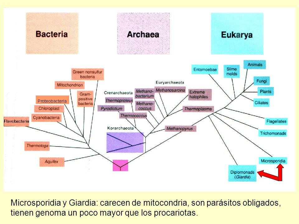 Microsporidia y Giardia: carecen de mitocondria, son parásitos obligados, tienen genoma un poco mayor que los procariotas.